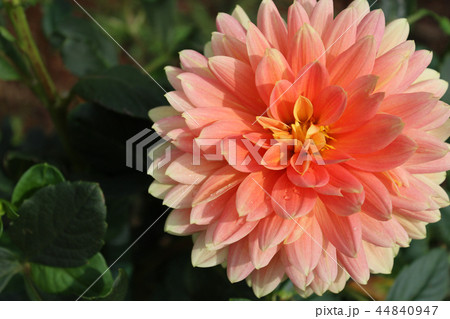 ダリアの花 ダリアの花 44840947