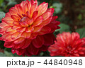 ダリアの花 44840948