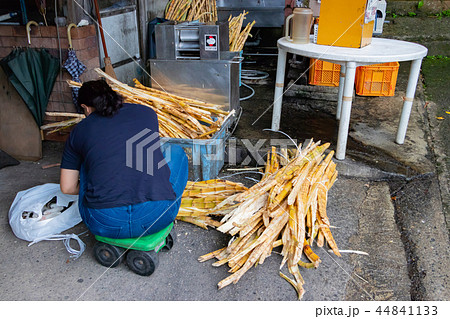 沖縄石垣島　サトウキビ絞り作業 44841133