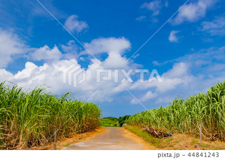 沖縄石垣島 サトウキビ畑と土の一本道の写真素材
