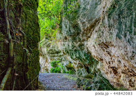 沖縄石垣島　サビチ洞 44842083