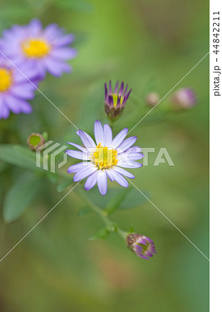 シオン　紫苑（学名 Aster tataricus） 44842211