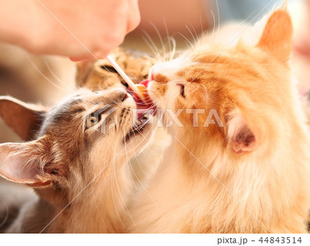 おやつタイム 44843514