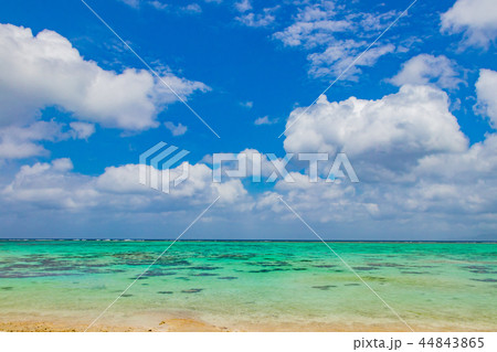 沖縄石垣島　川平タバガー 44843865