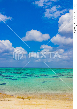 沖縄石垣島 川平タバガー 沖縄石垣島 川平タバガー 44843870