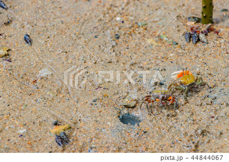 沖縄石垣島　シオマネキ 44844067