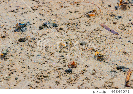 沖縄石垣島　シオマネキ 44844071