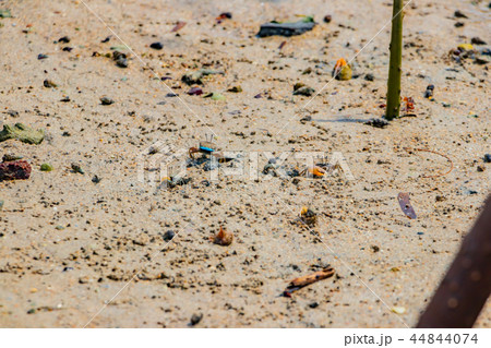沖縄石垣島　シオマネキ 44844074