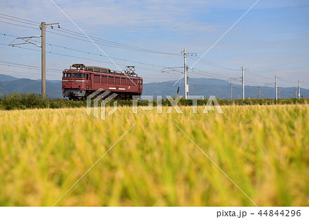 電気機関車単機と秋のみのり 44844296