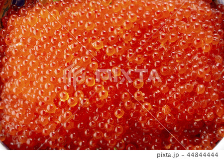 イクラ　鮭　大盛　魚卵　サケ　マス 44844444