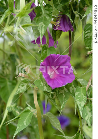 アサガオ522 アサガオ522 44844825