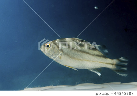 コトヒキ幼魚 コトヒキ幼魚 44845287