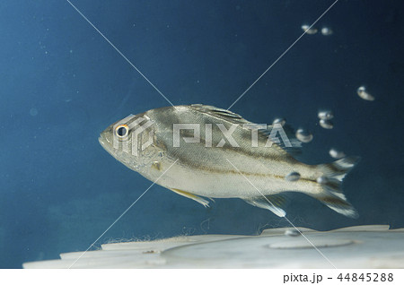 コトヒキ幼魚 44845288