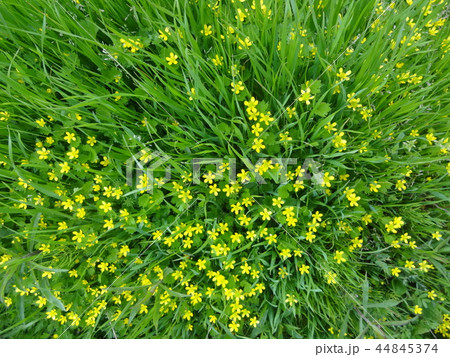 野草 野草 44845374