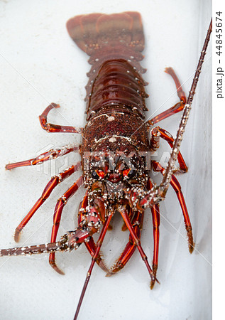 伊勢海老 44845674