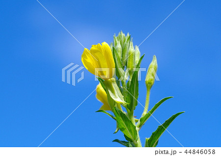 待宵草 待宵草 44846058