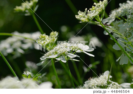 オルレアの花 オルレアの花 44846504