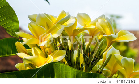 綺麗に咲いたプルメリア 44847161