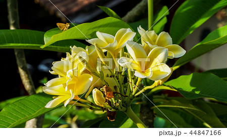 綺麗に咲いたプルメリア 44847166