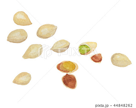 ぎんなん　Ginkgo 44848262