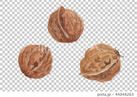 核桃胡桃 44848263