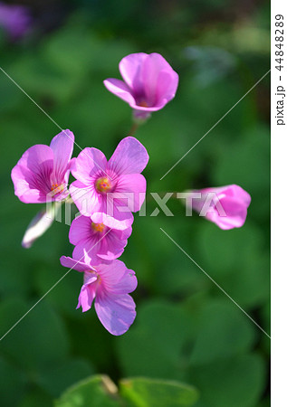 イモカタバミ 44848289