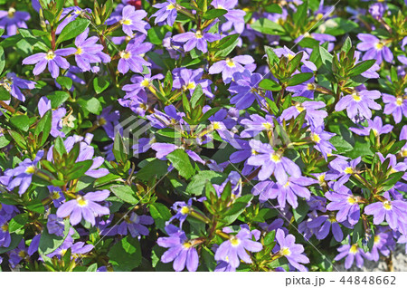 ブルーファンフラワー(末広草) 44848662