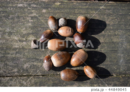 ドングリ 44849045