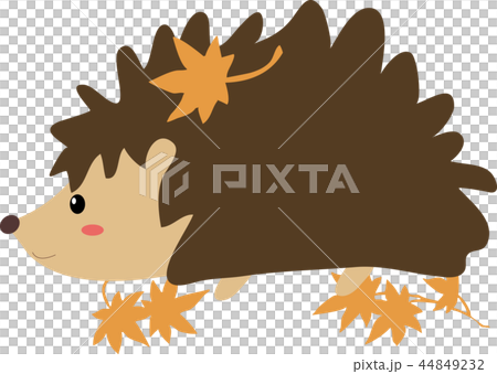 刺猬和秋葉 44849232