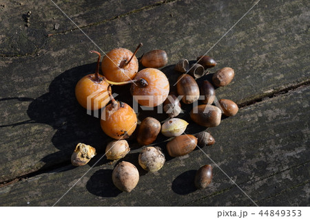 銀杏とドングリ 44849353