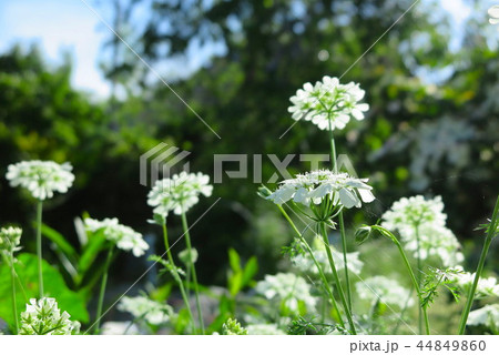 オルレアの花 オルレアの花 44849860