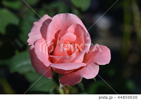 バラ（ミニヨン） 44850030