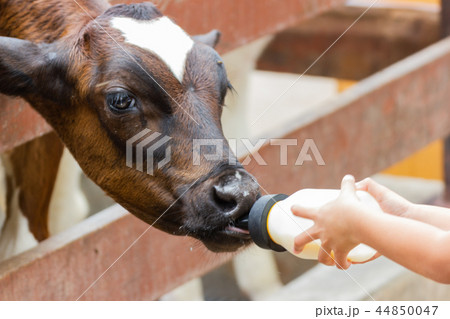 Baby cow feeding on milk bottle by hand  44850047