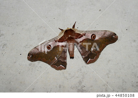 ヒメヤママユ 44850108