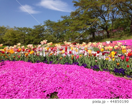 花畑 花畑 44850190
