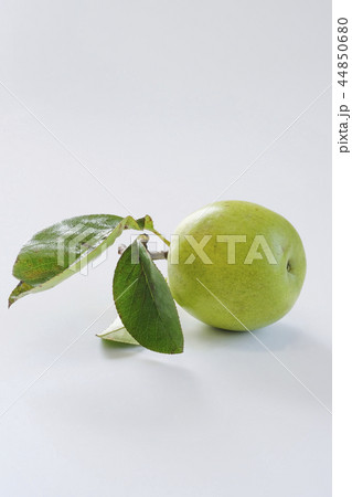 カリン　花梨　 44850680