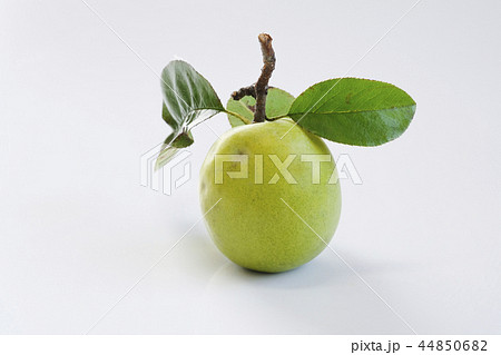 カリン 花梨 カリン 花梨 44850682