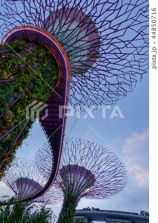 シンガポール 44850716