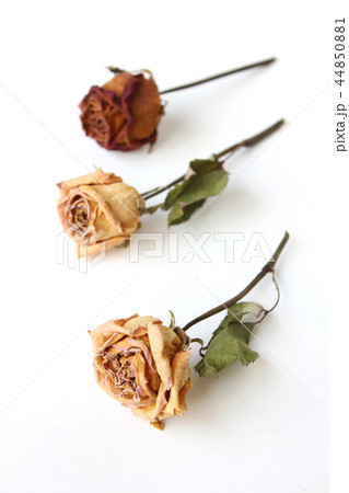 バラ バラの花 花 44850881