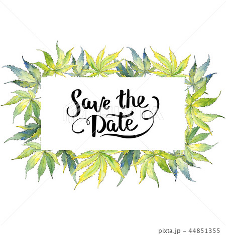 Green cannabis leaf. Leaf plant botanical garden floral foliage. Frame border ornament square. 44851355