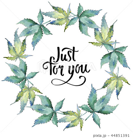 Green cannabis leaf. Leaf plant botanical garden floral foliage. Frame border ornament square. Green cannabis leaf. Leaf plant botanical garden floral foliage. Frame border ornament square. 44851391