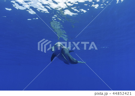 ボニンブルーの海を泳ぐミナミハンドウイルカの親子 44852421