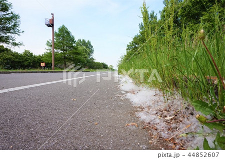 渡良瀬貯水池 ヨシ原 湿地帯 渡良瀬貯水池 ヨシ原 湿地帯 44852607