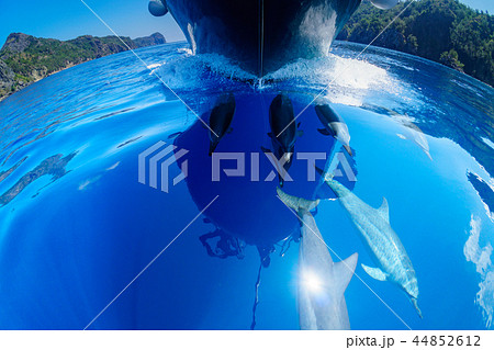 小笠原海を泳ぐハシナガイルカの群れ 44852612