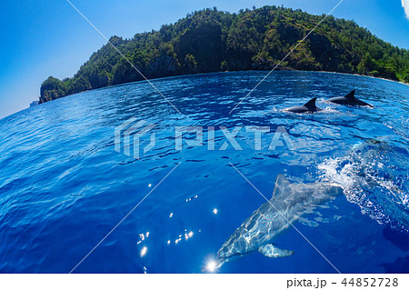 小笠原海を泳ぐハシナガイルカの群れ 小笠原海を泳ぐハシナガイルカの群れ 44852728