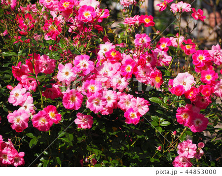 バラの花 44853000