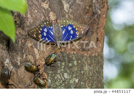 オオムラサキ 44853117