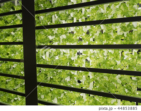 レタスの水耕栽培 44853885