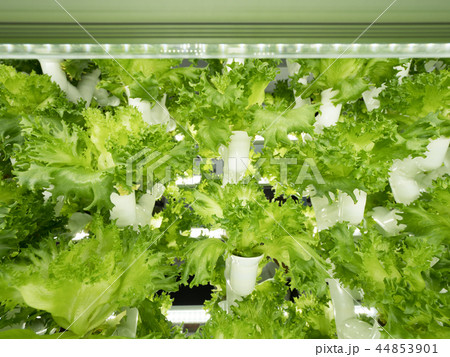 レタスの水耕栽培 44853901