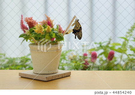 羽化直後のナミアゲハ（羽は閉じている）（２０17年７月２７日） 44854240